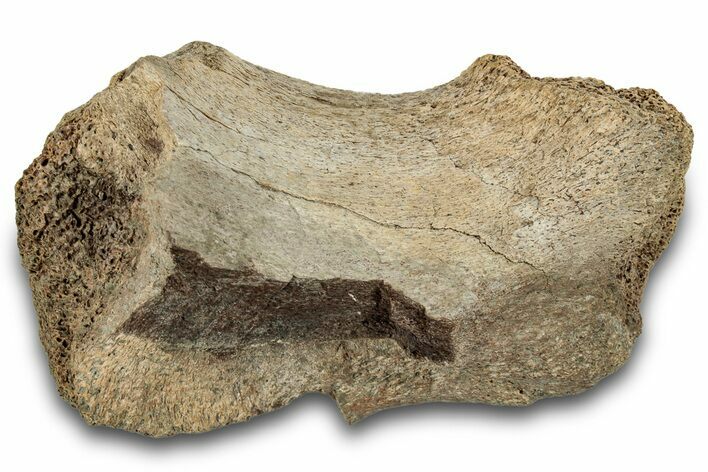 Fossil Ceratopsian Bone - Judith River Formation #266029